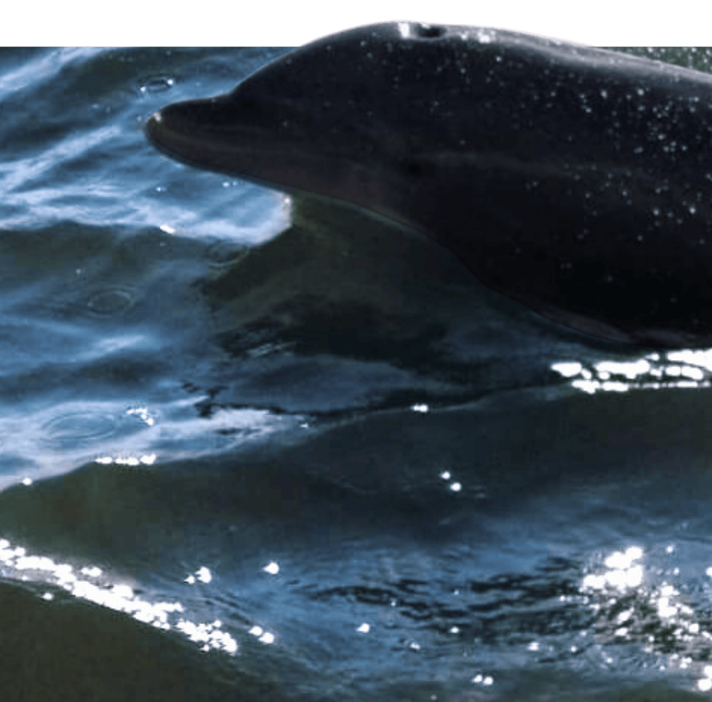 Dolphin jumping out of water (1)