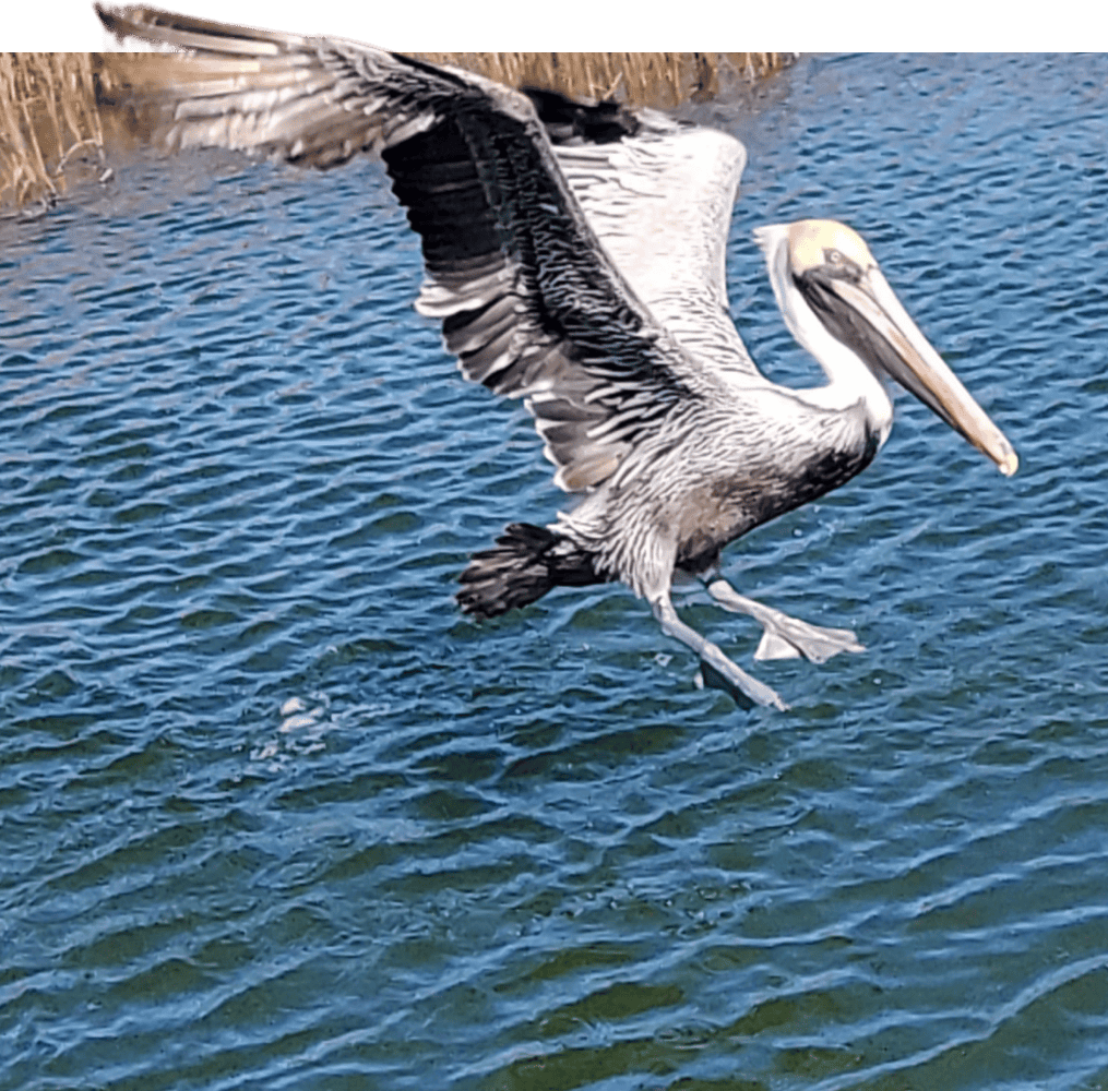 Pelican flying over waterway